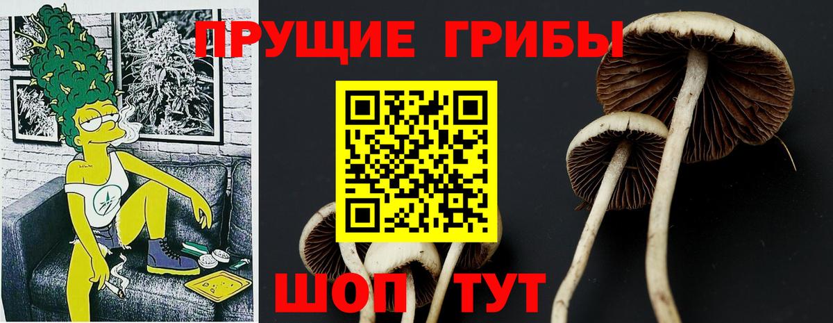 Псилоцибиновые грибы GOLDEN TEACHER  где продают   Советск  Вход с VPN 